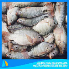 Nuevos pescados frescos congelados de la tilapia roja